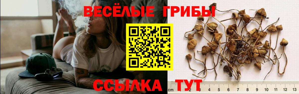 Псилоцибиновые грибы GOLDEN TEACHER Урюпинск